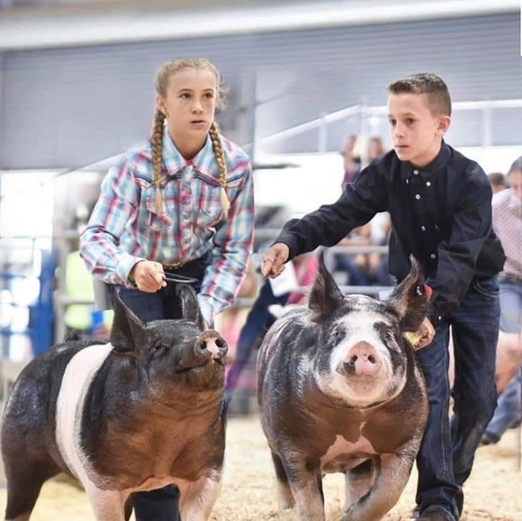 Meet your Posher, Bailey - Picture 1 of 1